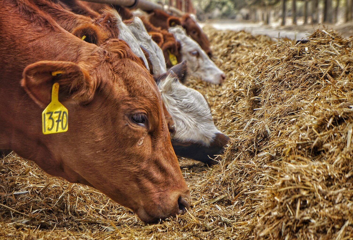 Suplementy diety dla zwierząt hodowlanych dostępne online
