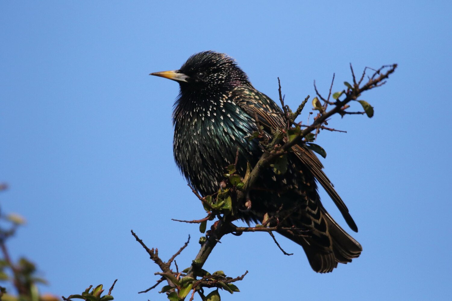 Wewnętrzna polityka antymobbingowa a praktyczne szkolenie przeciwdziałania mobbingowi